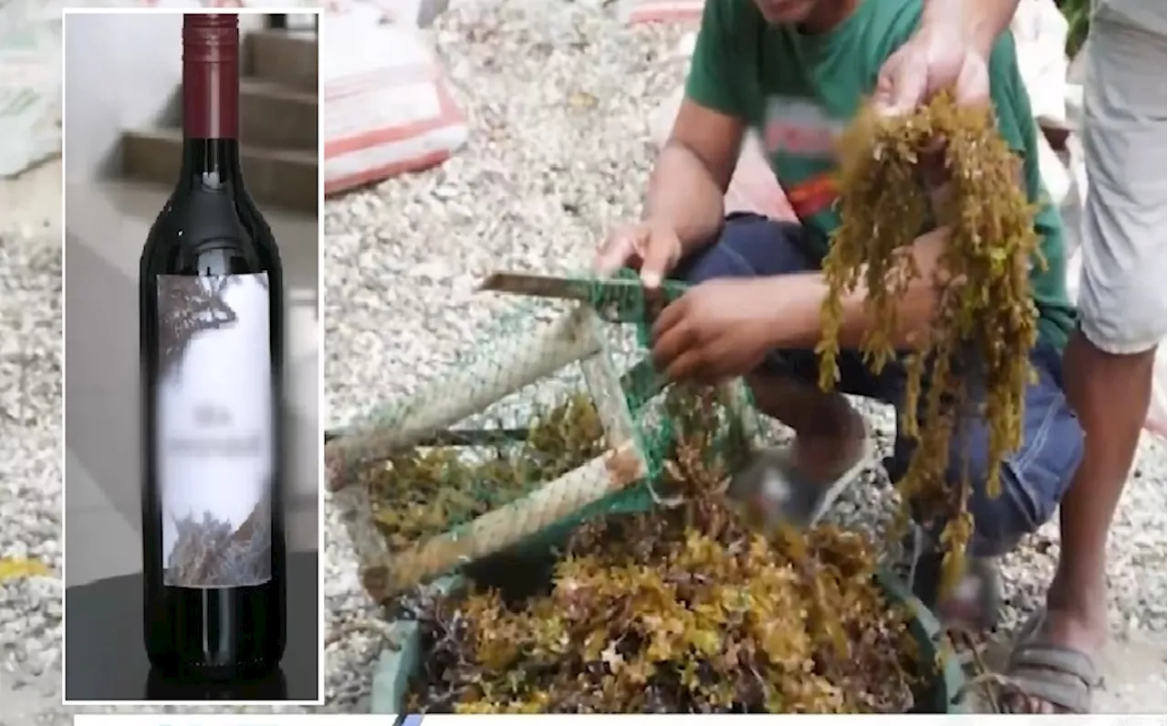 Wine na likha mula sa seaweeds, ginagawa ng isang unibersidad sa Iloilo