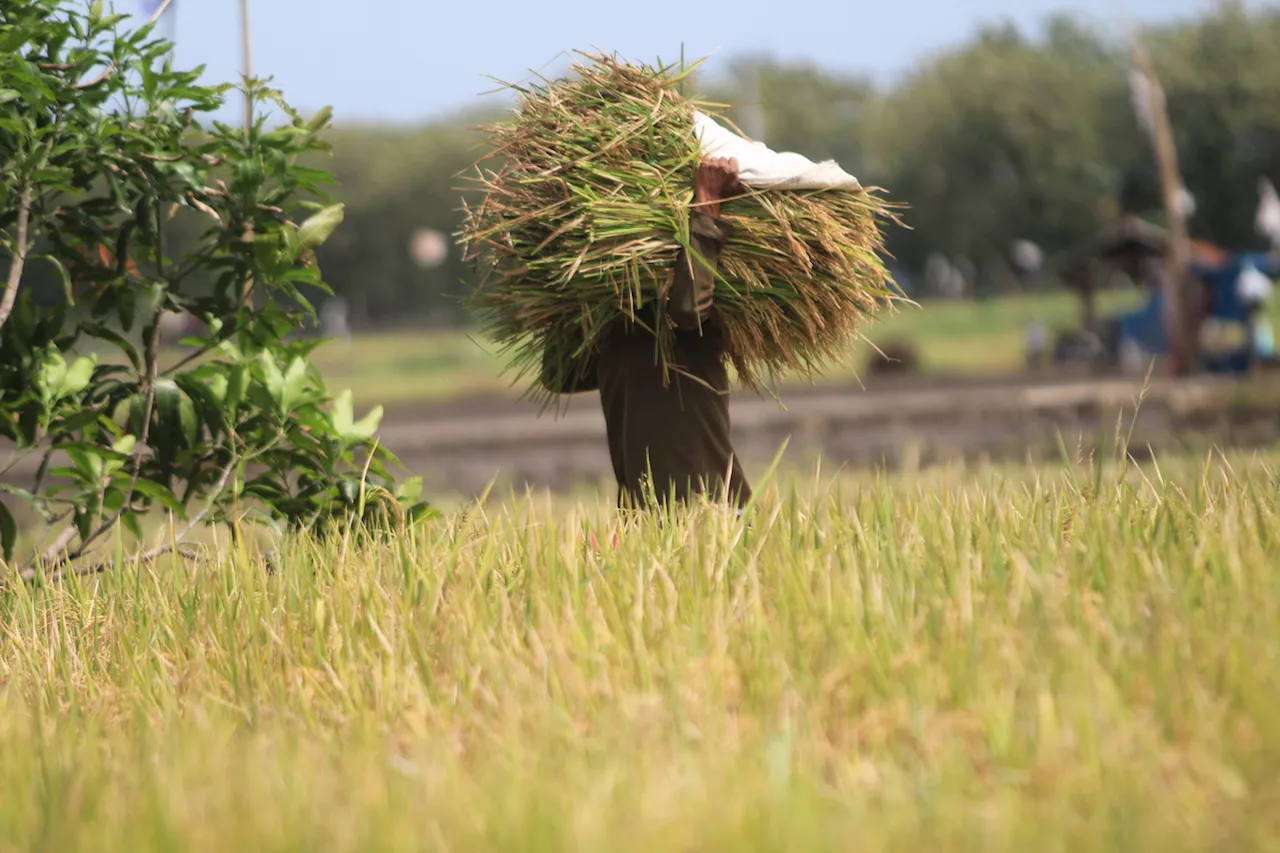 Pemenuhan Pupuk Bersubsidi Untuk Kebutuhan Petani Cirebon