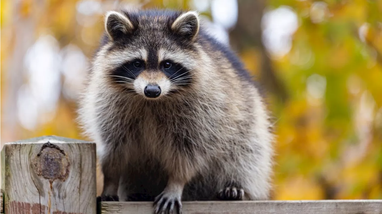  Waschbär hängt von der Decke eines Flughafens