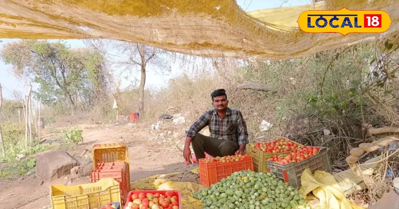 परंपरागत खेती छोड़ शुरू की टमाटर की खेती, खास तकनीक से बढ़ाई बंपर पैदावार, रोचक है छतरपुर के किसान की कहानी...