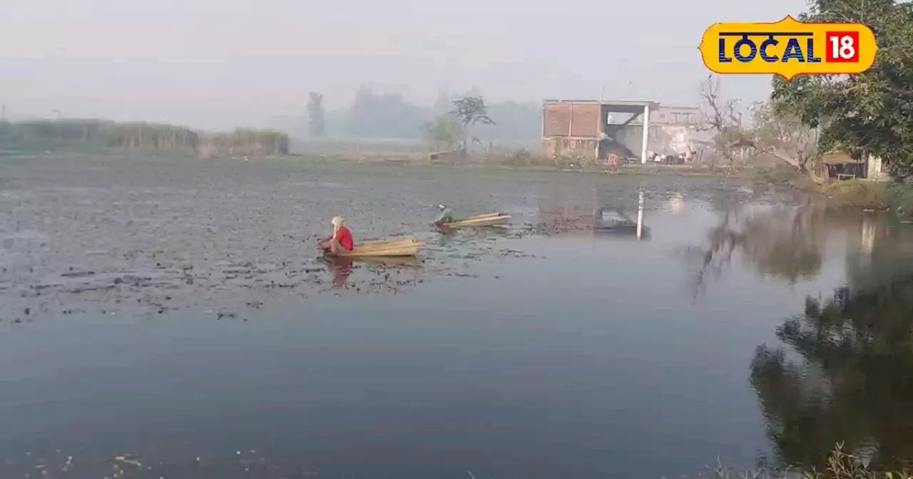 ATM मशीन की तरह आएगा पैसा, पानी भरे तालाब में करें इस फसल की खेती, कम समय में मालामाल हो जाएंगे किसान