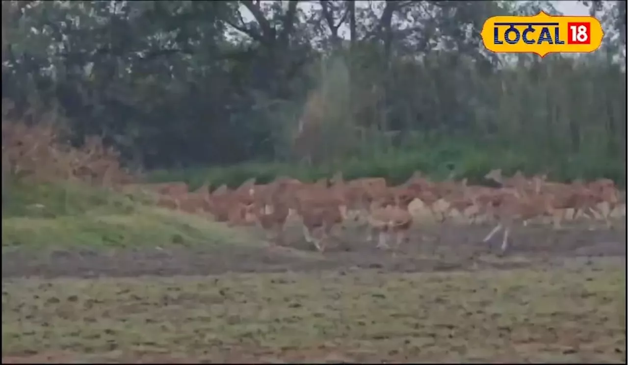 Dudhwa Tiger Reserve Home to Highest Number of Deer Species in India