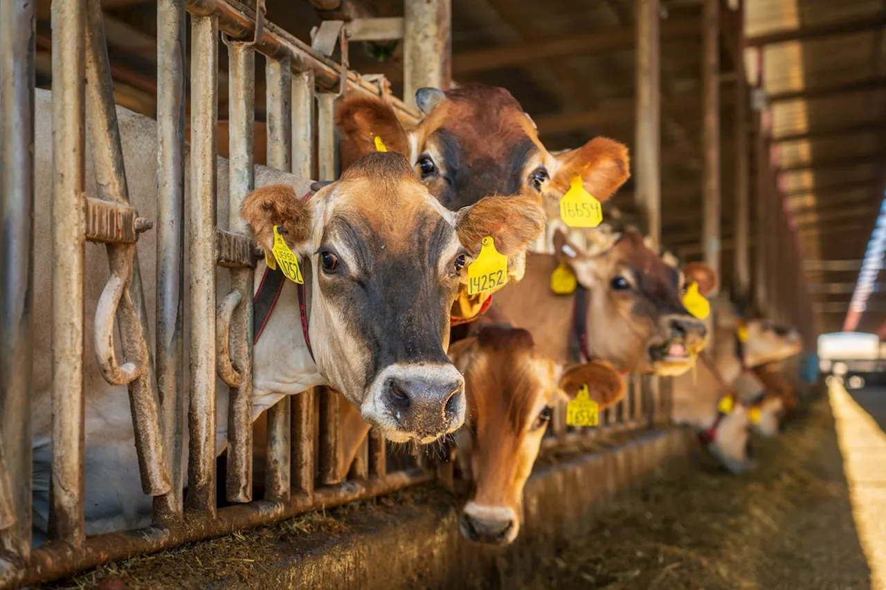 A crise global dos antibióticos e a resistência microbiana na pecuária