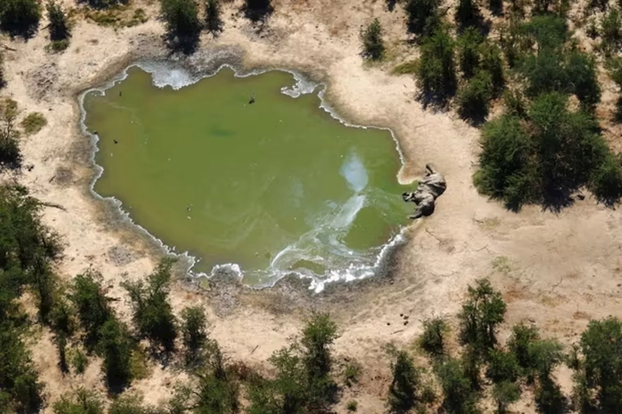 Estudo conclui que 350 elefantes morreram por envenenamento associado às mudanças climáticas em Botsuana; entenda