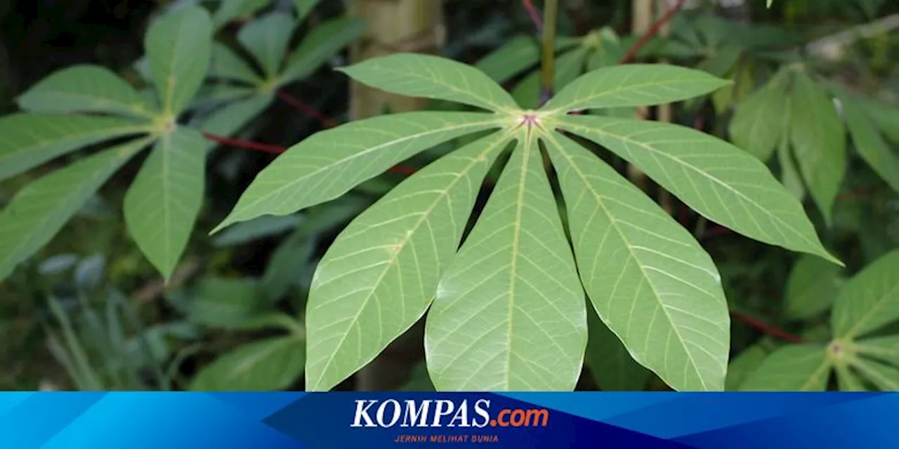 Manfaat Rutin Konsumsi Daun Singkong Rebus, Bisa Cegah 6 Penyakit Berikut