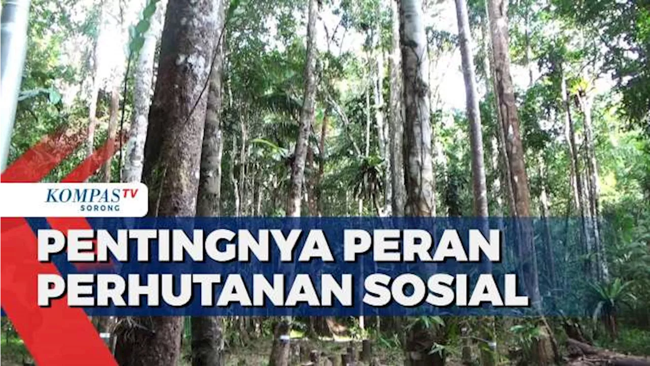 Perhutanan Sosial Jaga Hutan Papua dan Berdayakan Masyarakat Adat