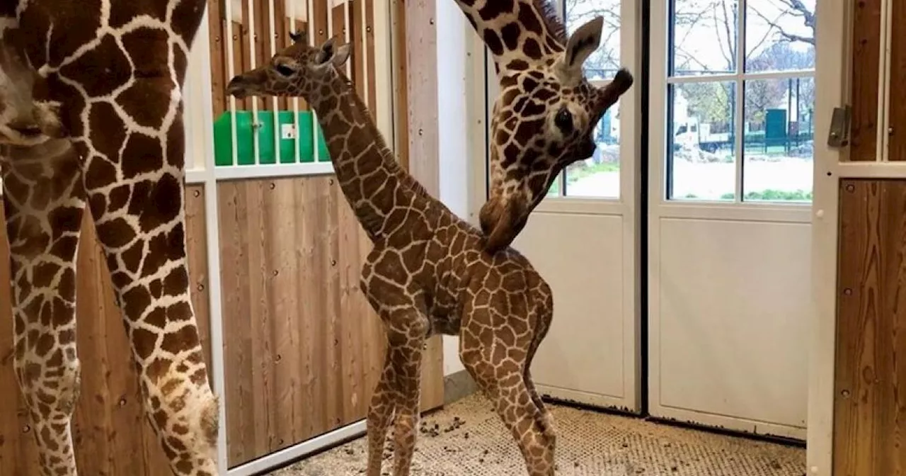 Das Giraffen-Jungtier im Tiergarten Schönbrunn ist tot