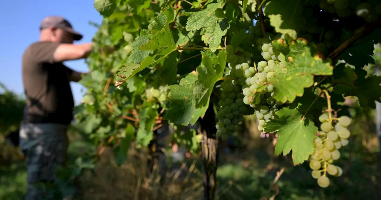 Österreichs Weinproduktion: Ein Tiefstand in Sicht