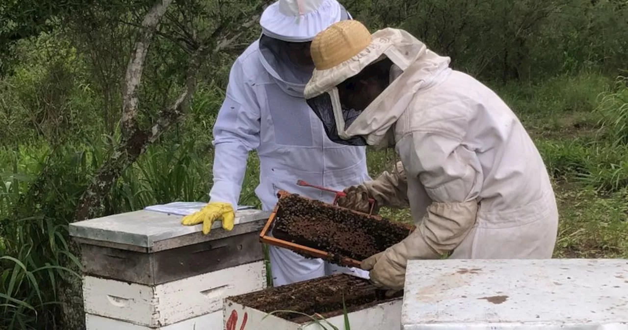 La miel del monte nativo cordobés certificó su origen y sale a buscar mercados