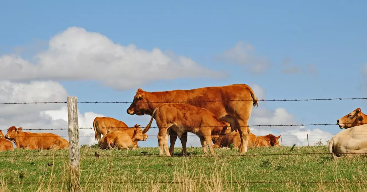 La vache Oupette sera l’égérie du prochain salon de l’agriculture