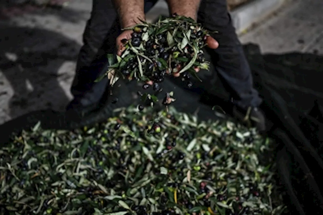 Glyfada Municipality Harvests Olives for Free Oil Distribution