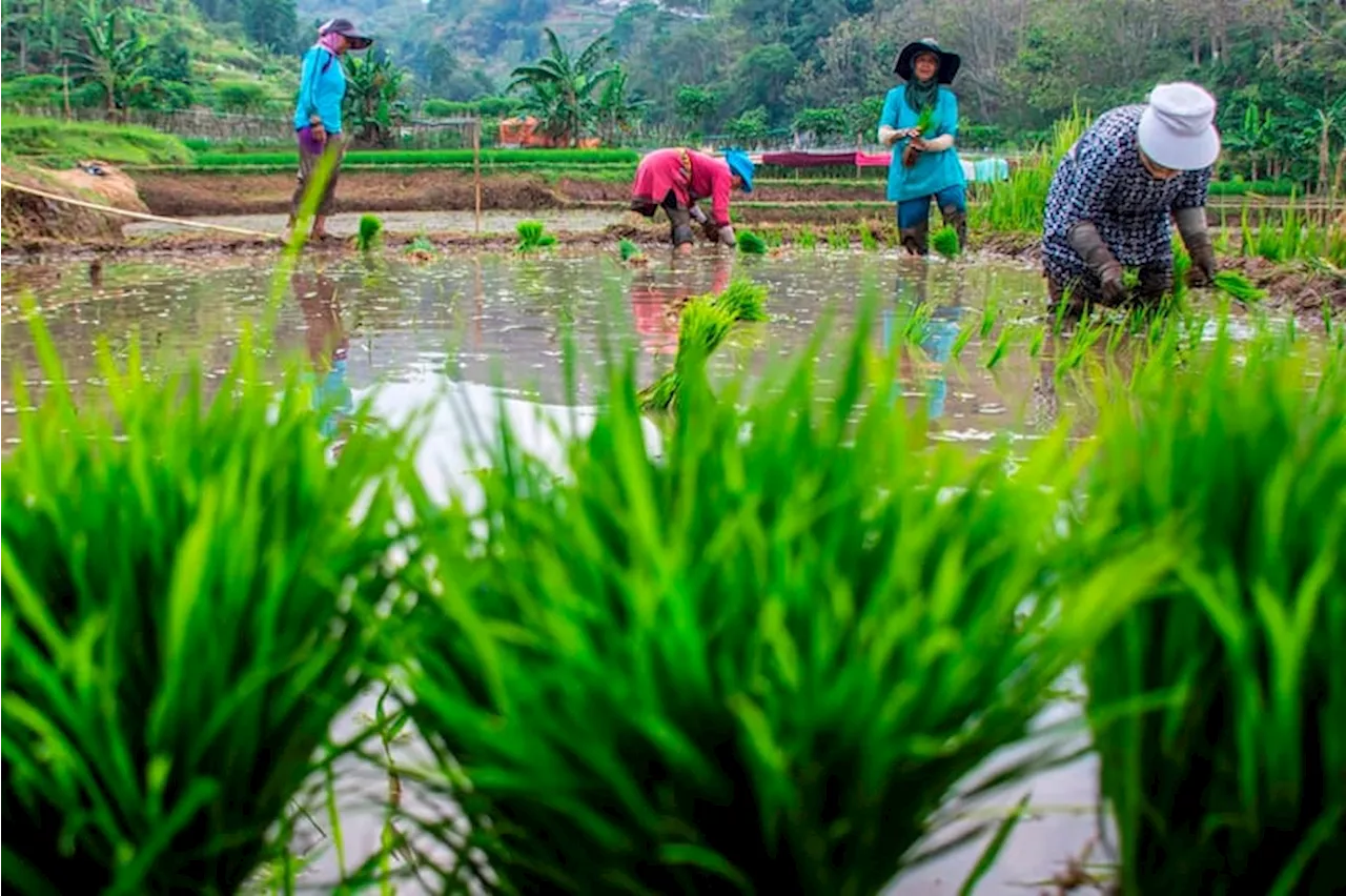 UPN Veteran Yogyakarta dan PT Bukit Asam Tbk. Tingkatkan Produksi Pertanian dengan Carbon Saver