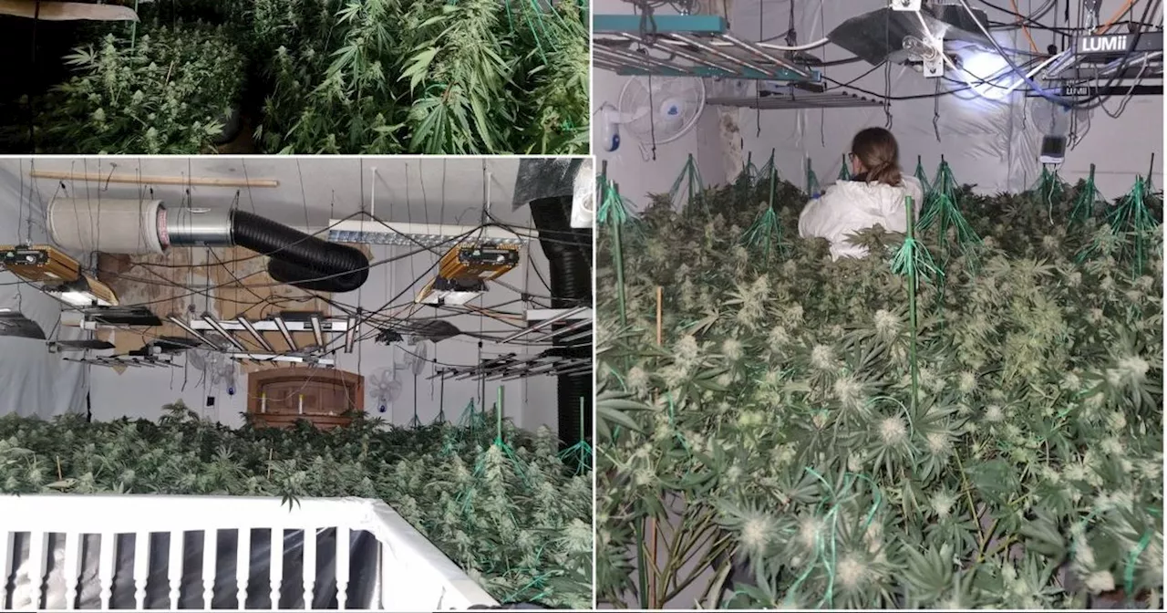 Huge cannabis farm found over FOUR floors of disused town centre building