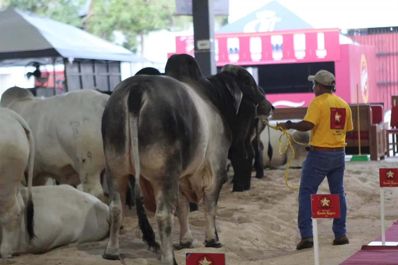 Gobierno de Yucatán refuerza control y prevención de ganado por gusano barrenador