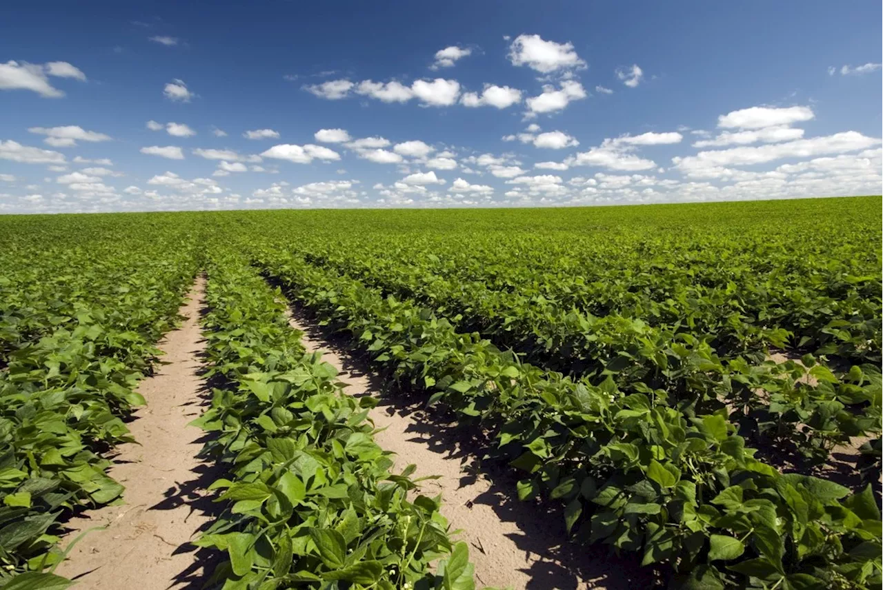 Productores logran solo 50% de cosecha de frijol en Durango capital