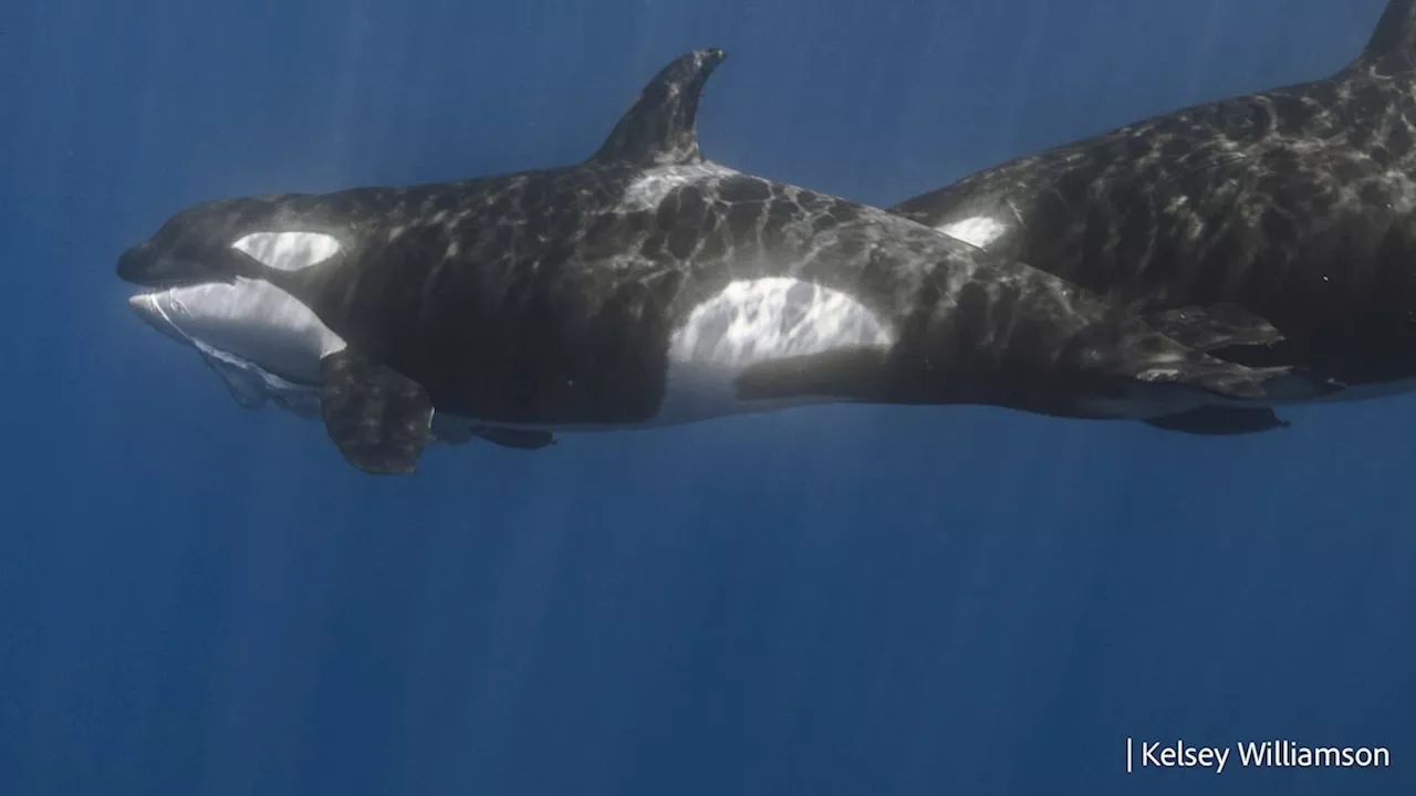 Scientists finally know the clever tricks orca use to hunt whale sharks