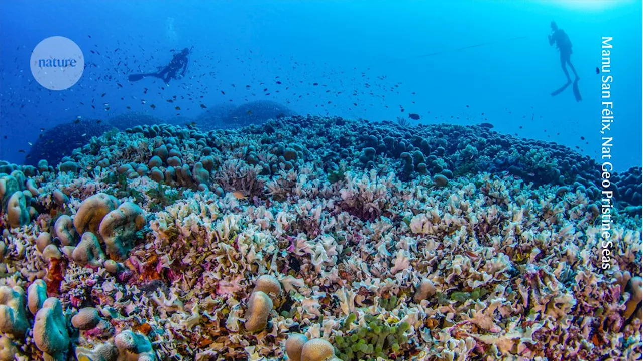 See a giant coral that is the biggest ever found — November’s best science images