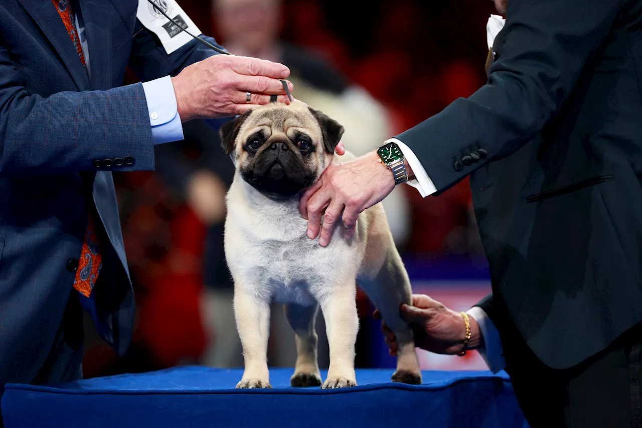 Vito the Pug Named Best in Show, First of His Breed at National Dog Show