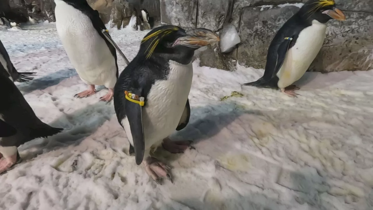 ‘Absolute humongous milestone': SeaWorld penguin celebrates 40th birthday