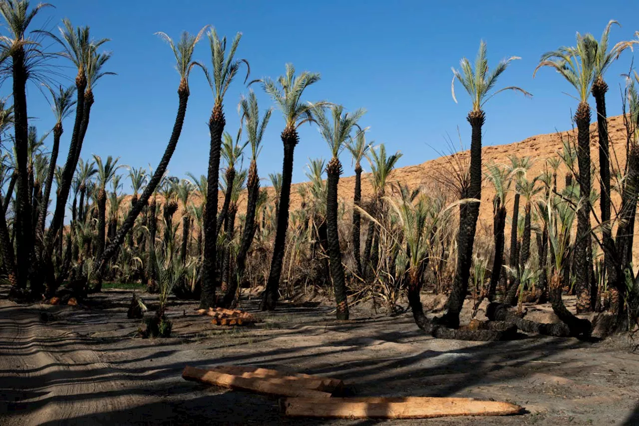 Images reveal how climate change is upending life in Morocco's oases