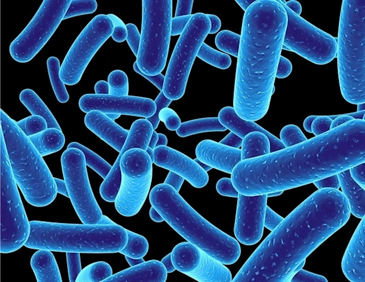Bacteria modify their ribosomes in response to the antibiotics