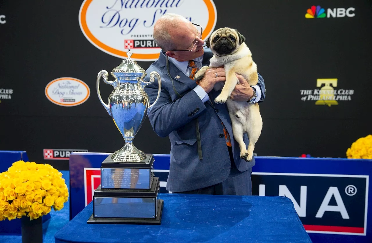 Vito the pug wins National Dog Show, but this N.J. dog triumphed, too