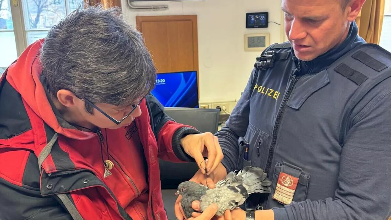 Feuerwehr und Stadtpolizei Befreien Jungtaube aus Misslicher Lage