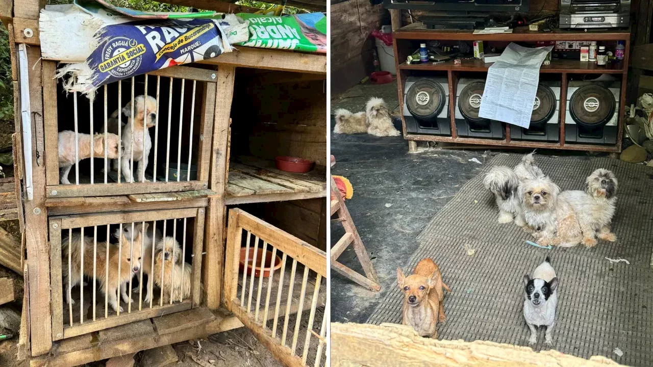 Hallan criadero ilegal en Bucaramanga: más de 30 perritos estaban en condiciones deplorables