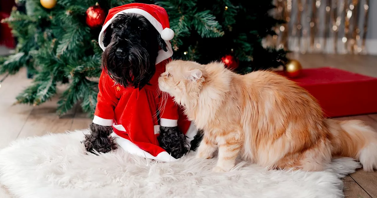 Urgent warning over Christmas decorations dangerous for pets