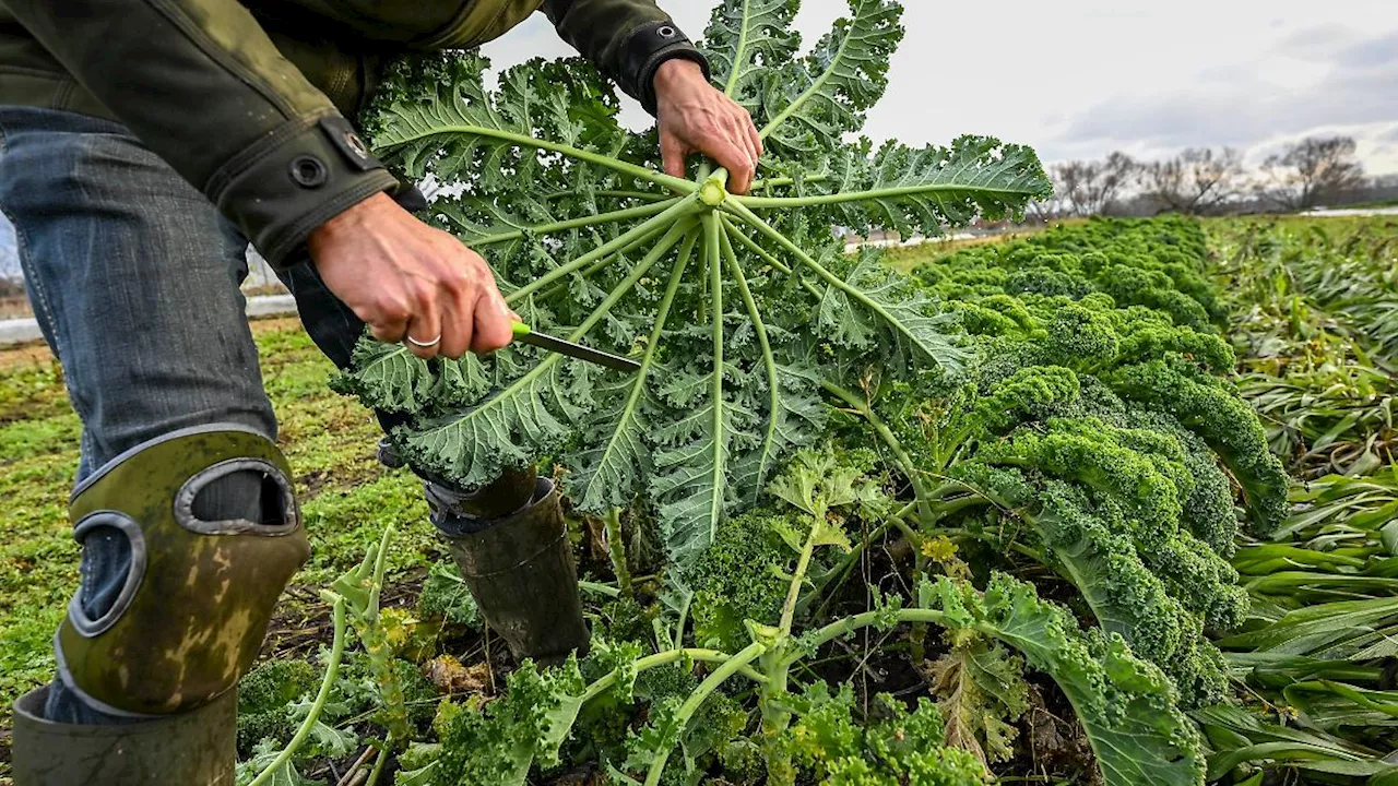 Niedersachsen & Bremen: Niedersachsen fördert Öko-Landwirtschaft in der Ukraine