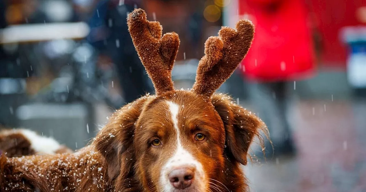 Kann der Hund mit auf den Weihnachtsmarkt?