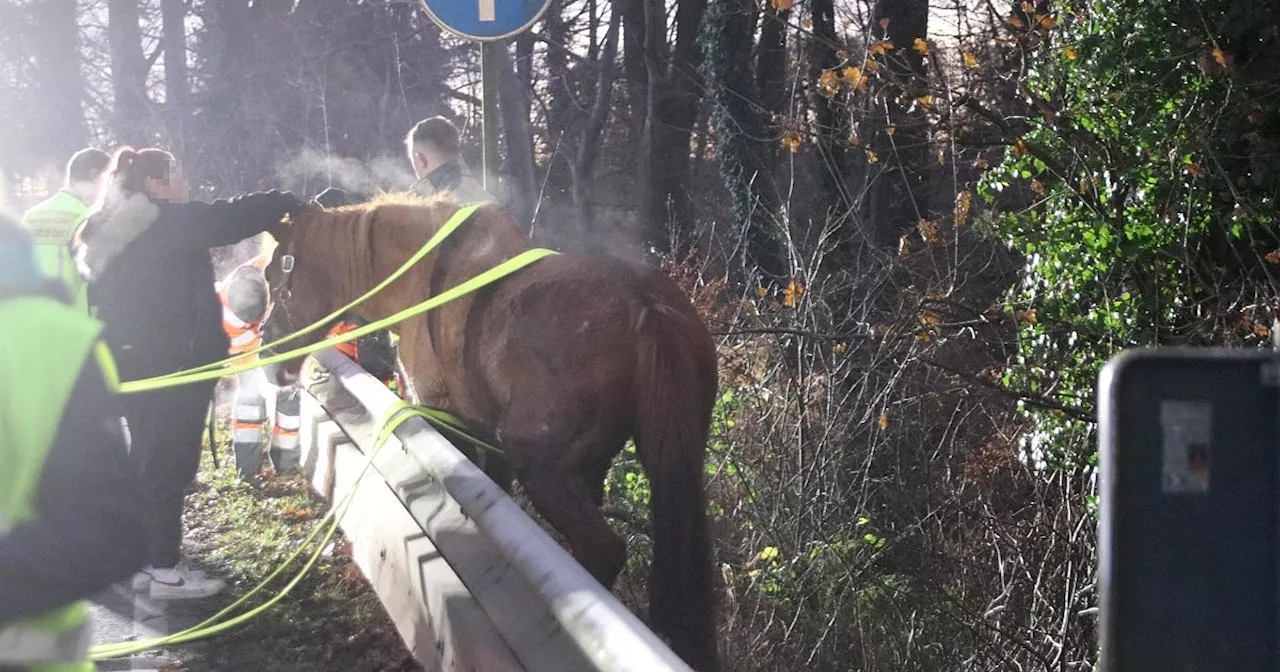 Pferd bei Unfall in Löhne gestorben - ein unbeteiligtes Pferd trotzdem schwer verletzt