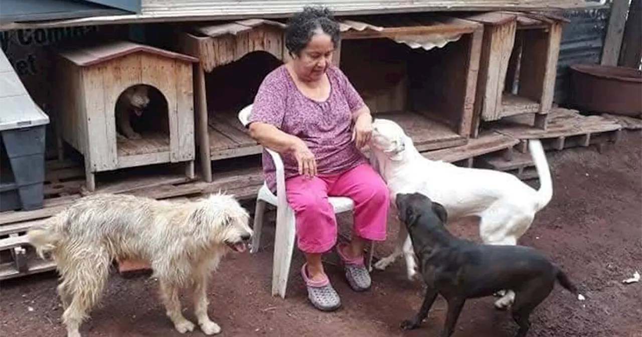 SAPA: Refugio de Perros Ancianos en Salamanca Lucha contra la Proliferación de Perros Callejeros