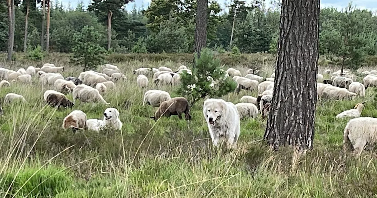 Drentse Schaapherders Vertonen Tevredenheid Niet Over Nieuw Wolvenplan