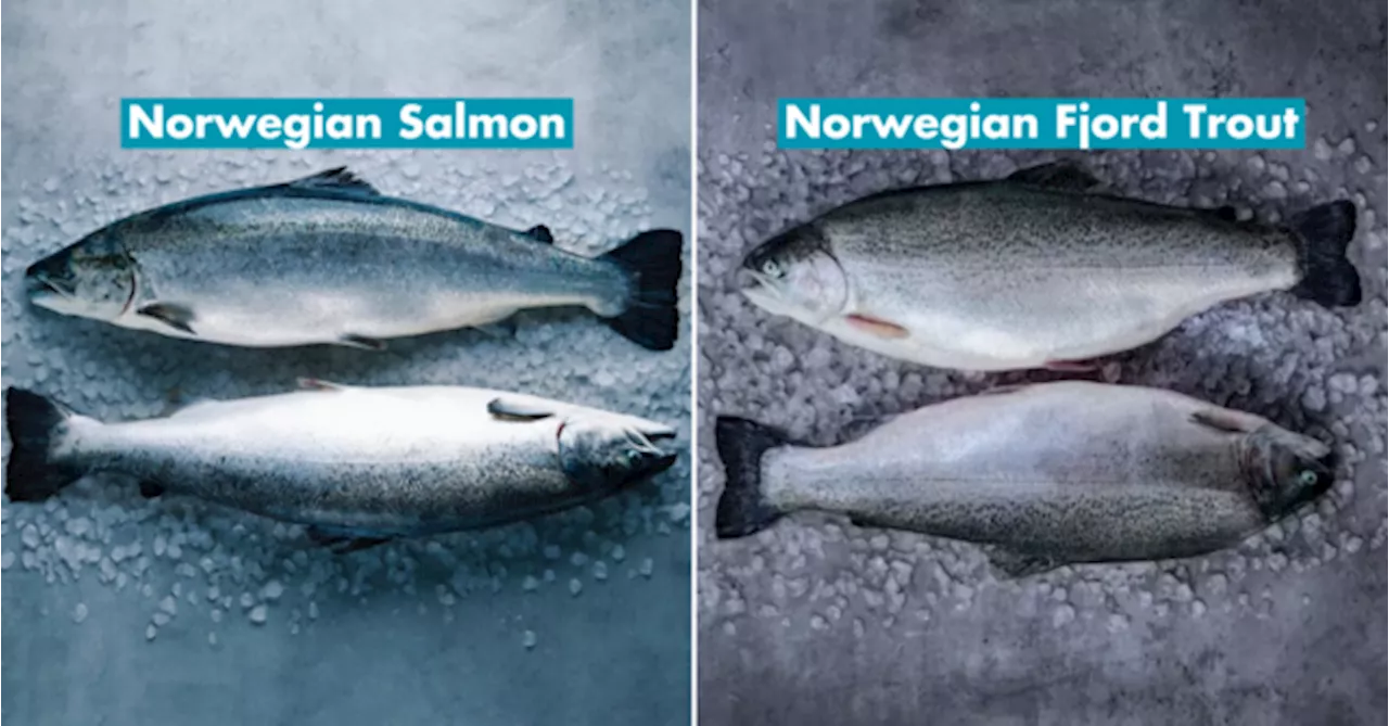 Norwegian Fjord Trout: The Exclusive Seafood Option You Need to Know