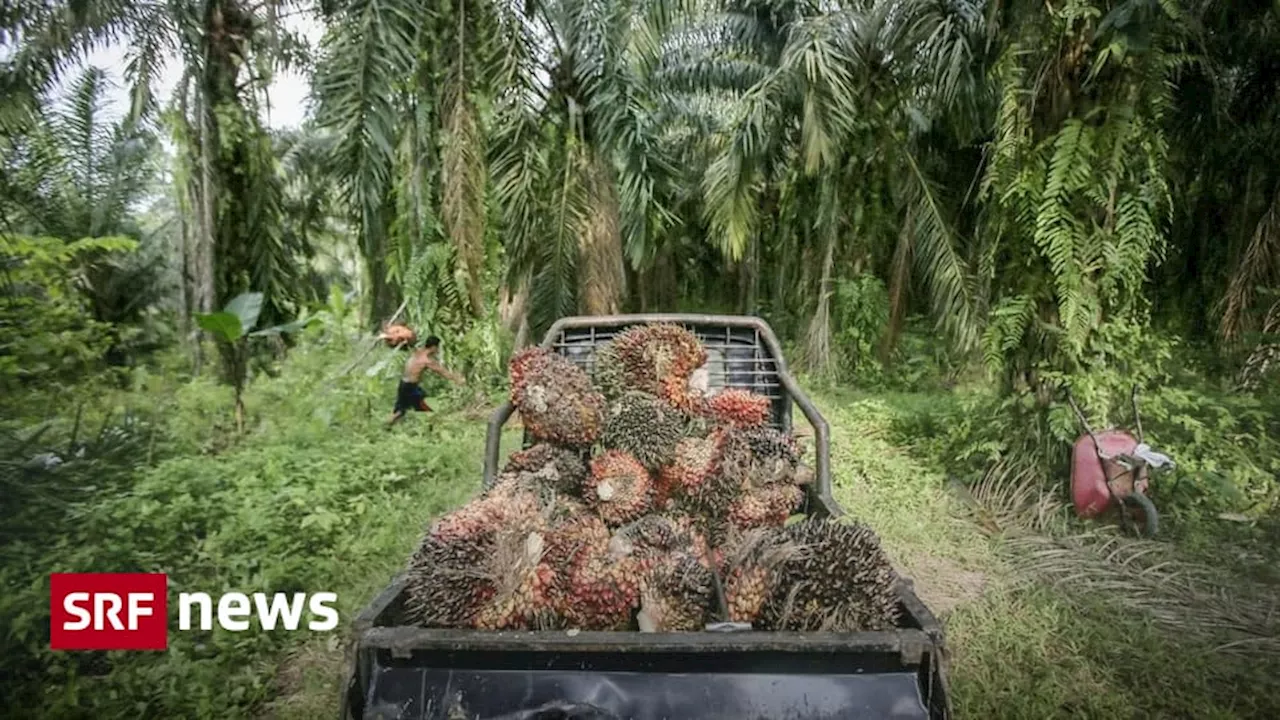 Palmöl soll auch im Non-Food-Bereich nachhaltig werden