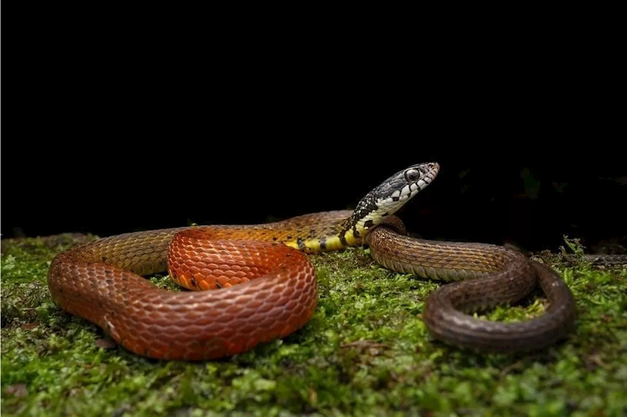 ‘Like I had seen a ghost’: Rare snake rediscovered in Singapore after 64 years