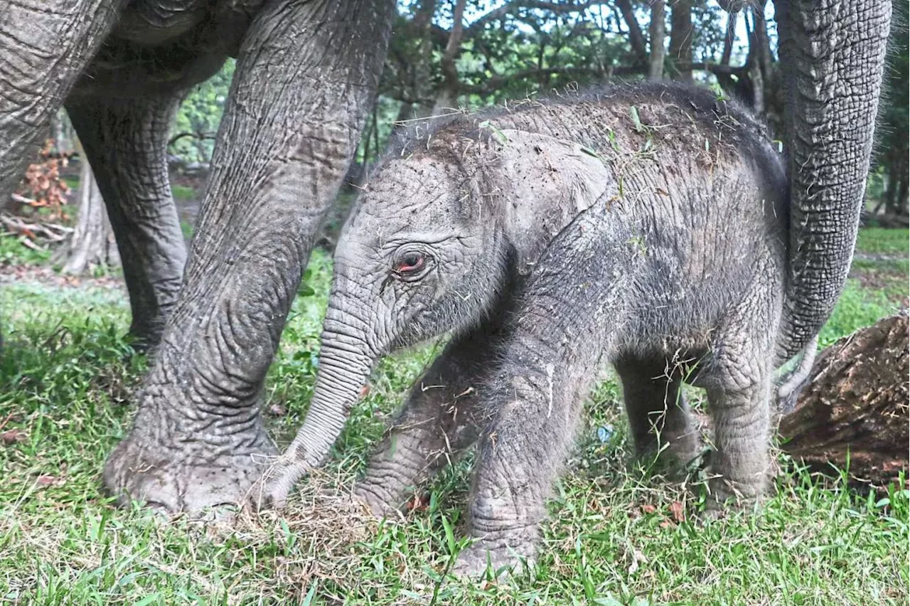 Online photos of dead elephant calf are recycled, Sabah Wildlife Department confirms