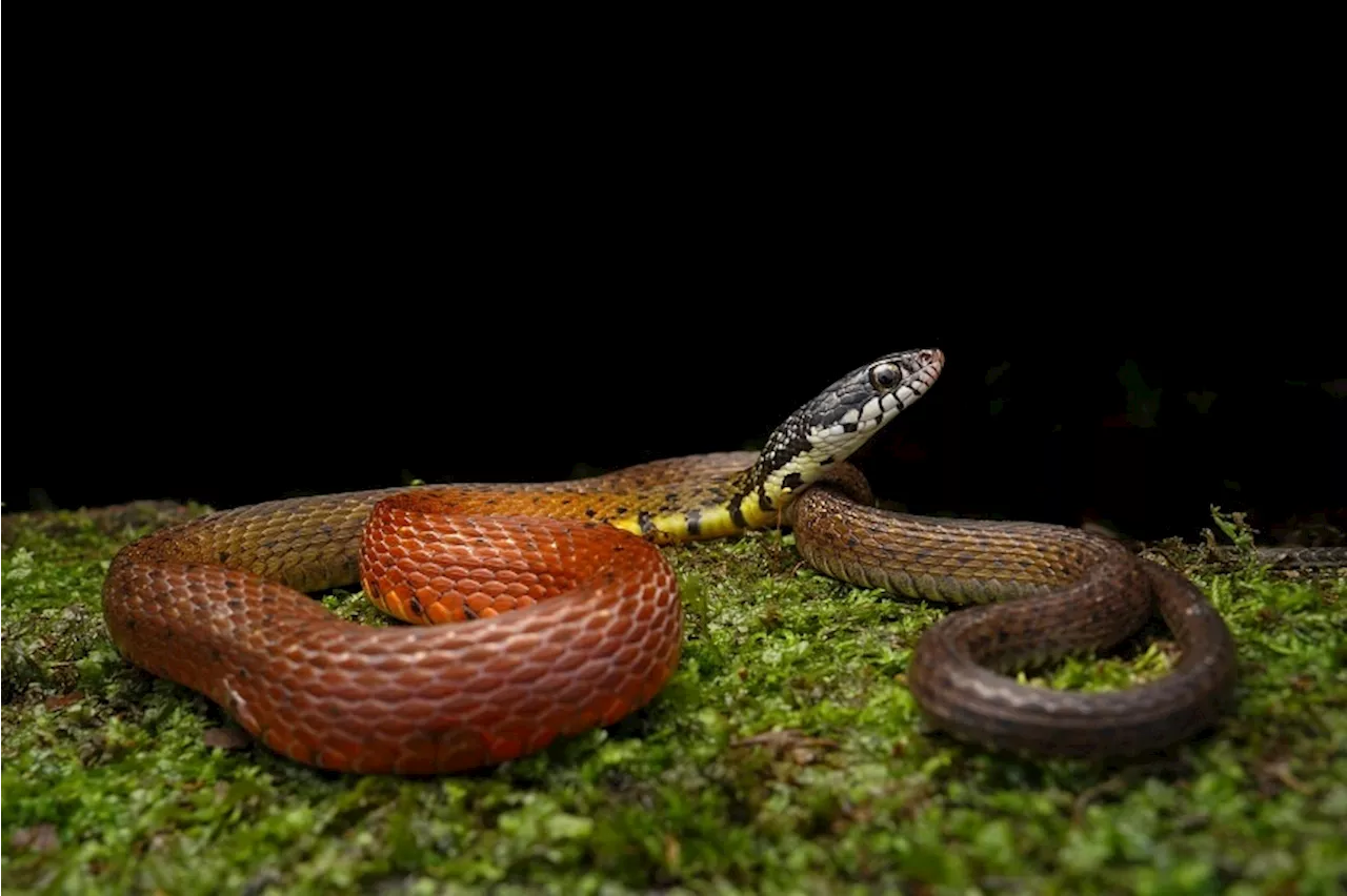 Rare Peters' Keelback Snake Rediscovered in Singapore