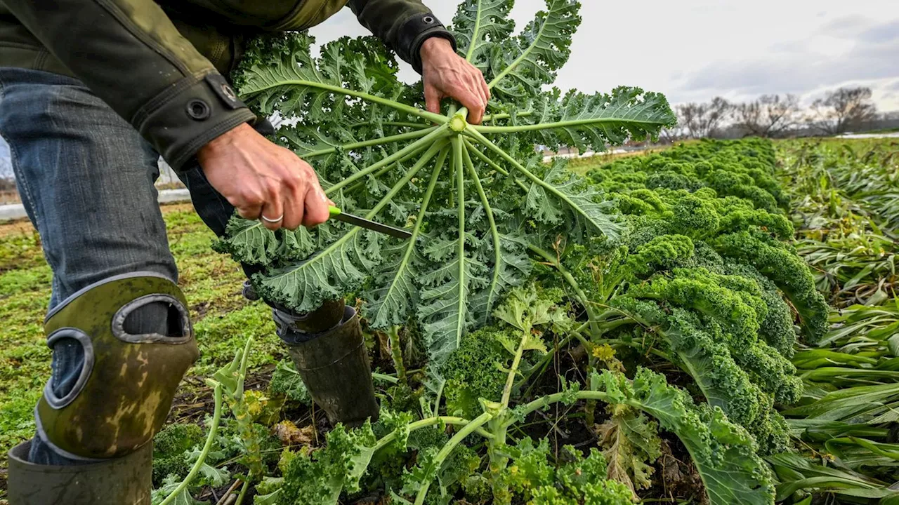 Agrar: Niedersachsen fördert Öko-Landwirtschaft in der Ukraine