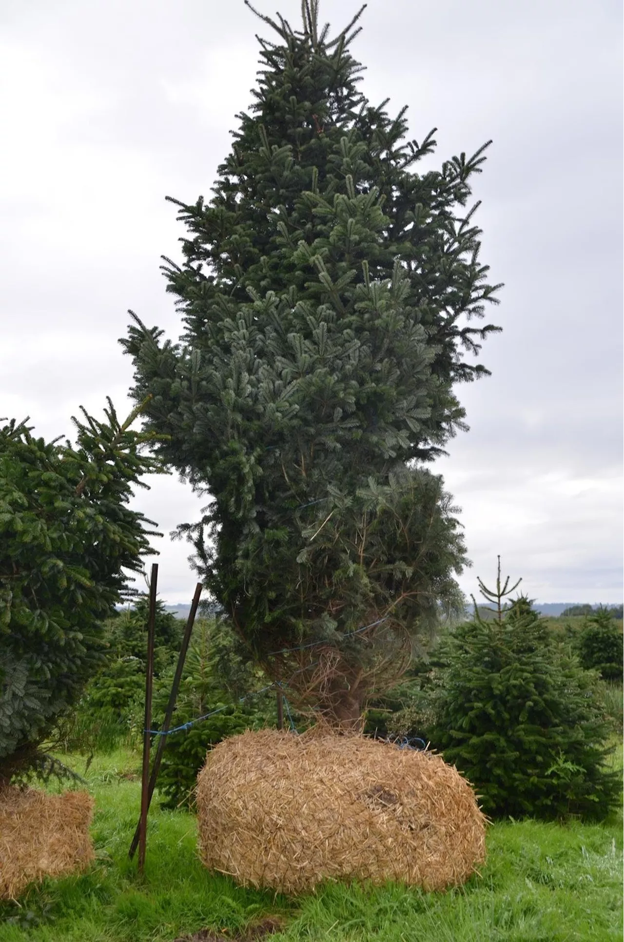 Saint-Bonnet-sur-Gironde : la Pépinière Bugnon, 40 ans de sapins de Noël