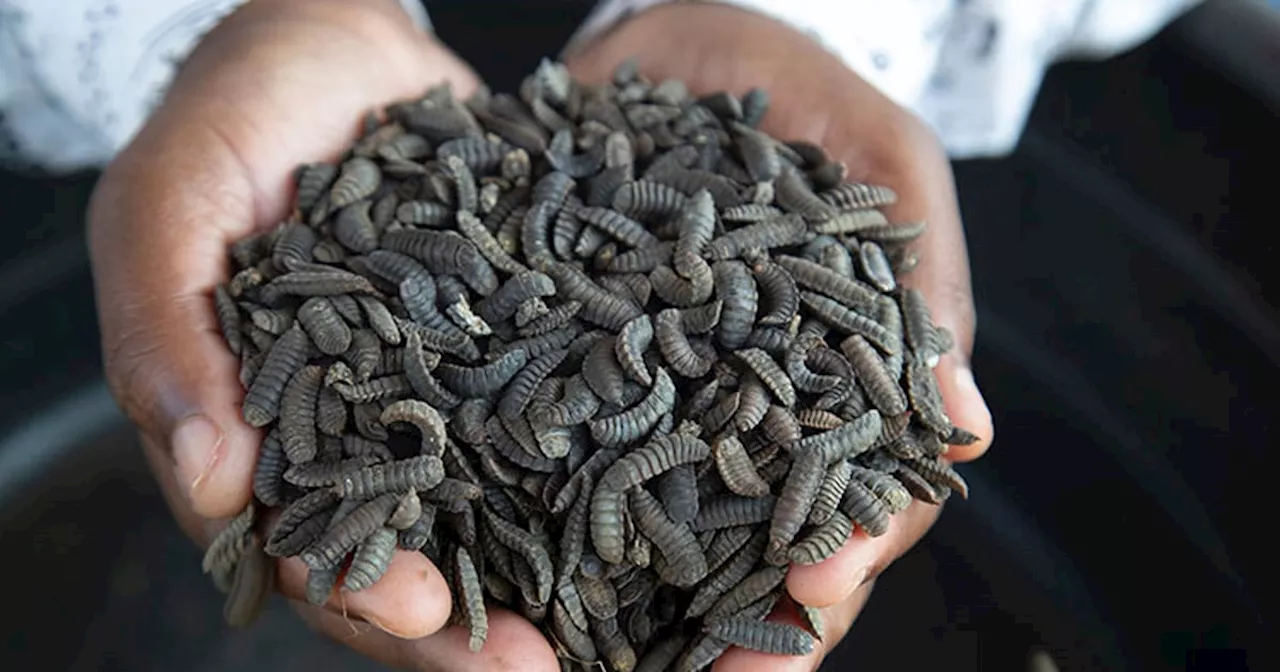 Some Zimbabwe farmers turn to maggots to survive drought and thrive