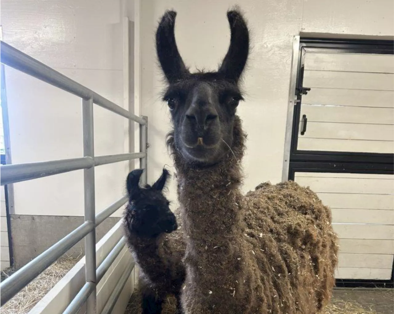 Llama drama: BC SPCA rescues 8 llamas from B.C. property