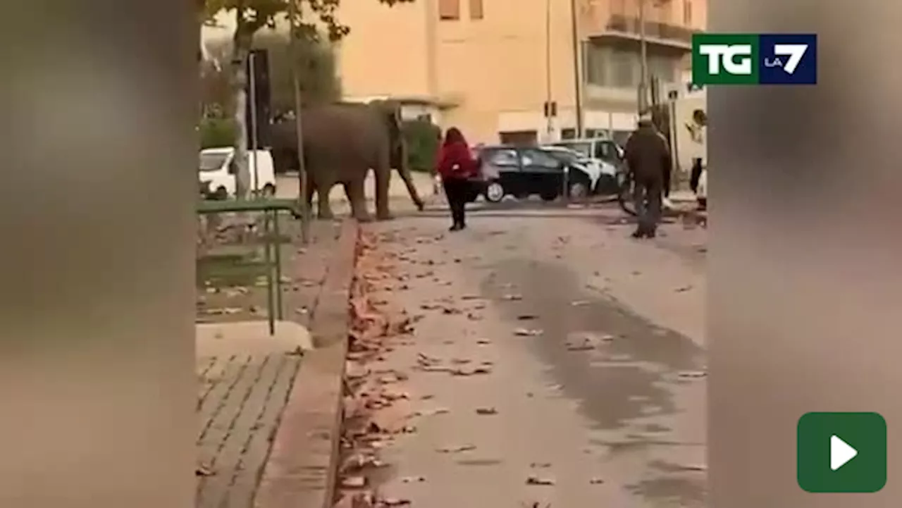 Elefante Passeggiando Per Le Strade Di Amelia