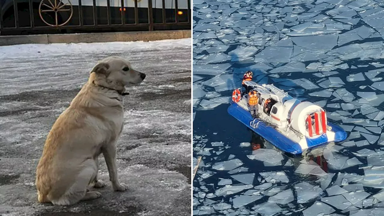 Heartbroken Dog Belka Refuses Food After Owner's Drowning