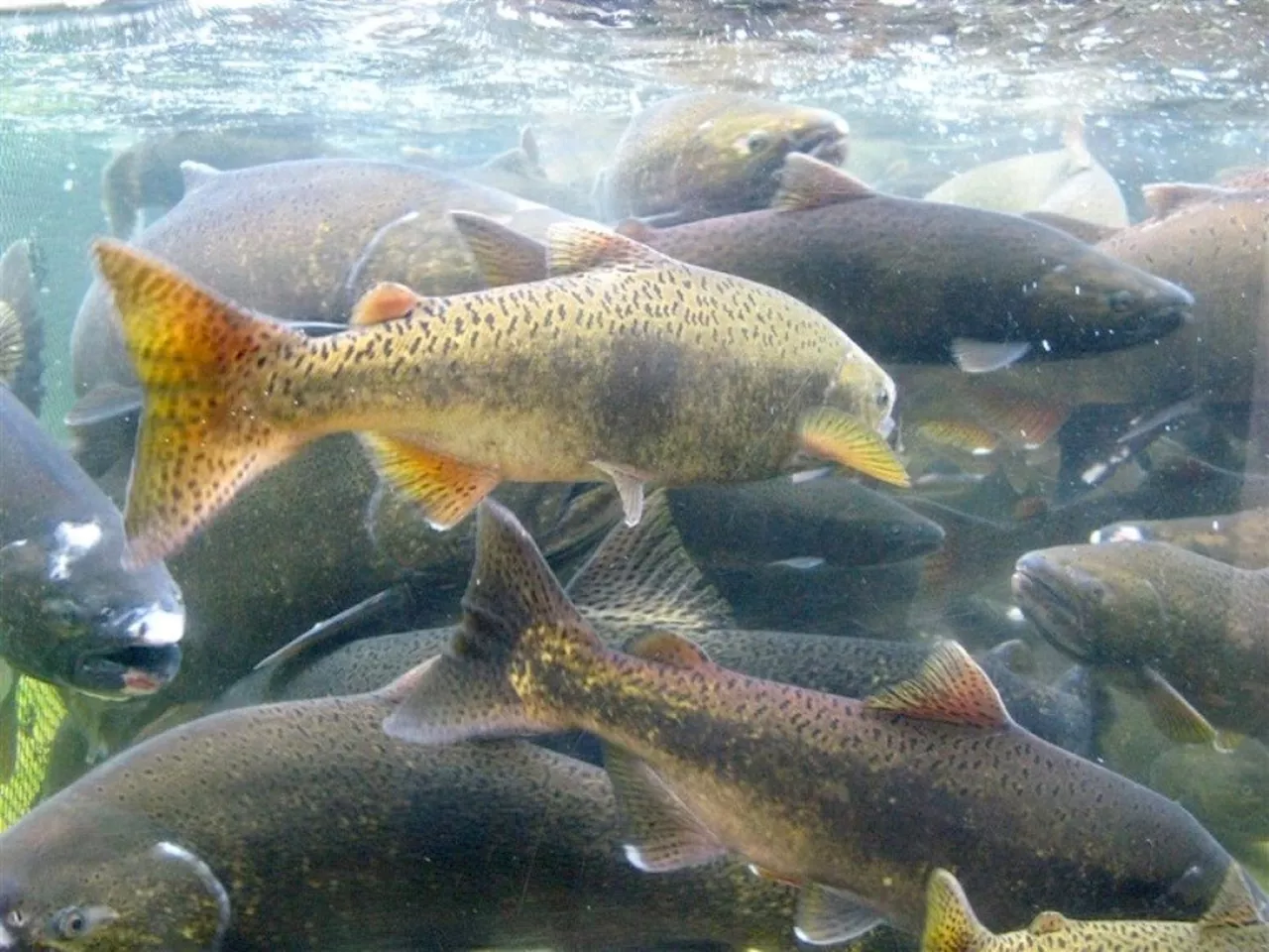 Study Reveals High Mortality Rates in Catch-and-Release Salmon Fishing