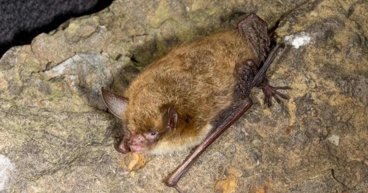 Teacher Bitten By Bat In Classroom Dies Of Rabies