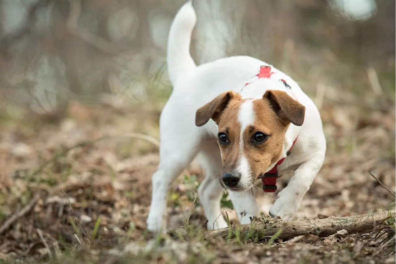 Governo não criou imposto sobre pets. Entenda o que está acontecendo