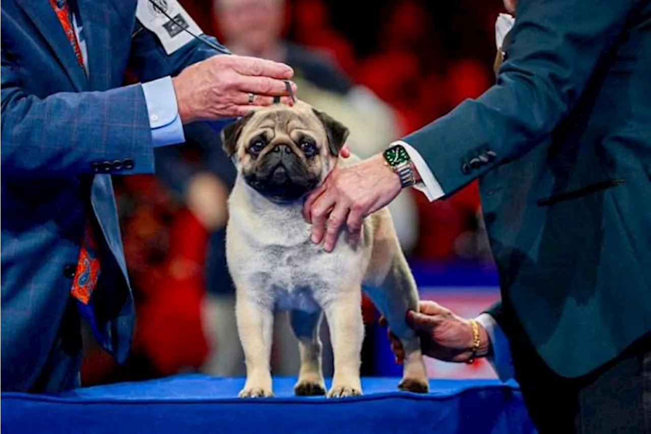 Vito the pug crowned best in show at National Dog Show competition