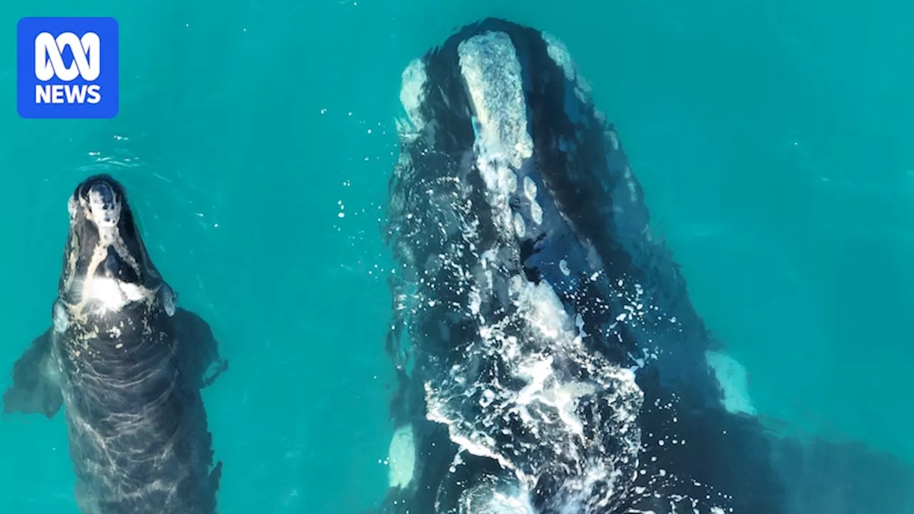 Southern right whale numbers increase in Great Australian Bight Marine Park but new threats emerge